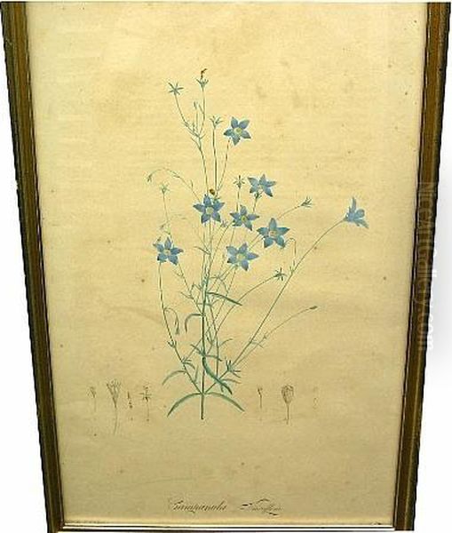 Set Of Four Botanical Prints Oil Painting by Pierre-Joseph Redoute
