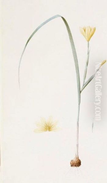 Sisyrinchium Collinum Oil Painting by Pierre-Joseph Redoute