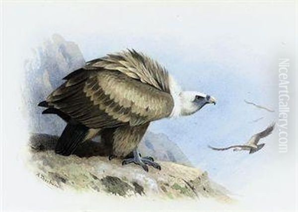Griffon Vulture Oil Painting by Archibald Thorburn