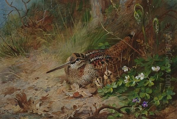 A Woodcock And Its Young Oil Painting by Archibald Thorburn
