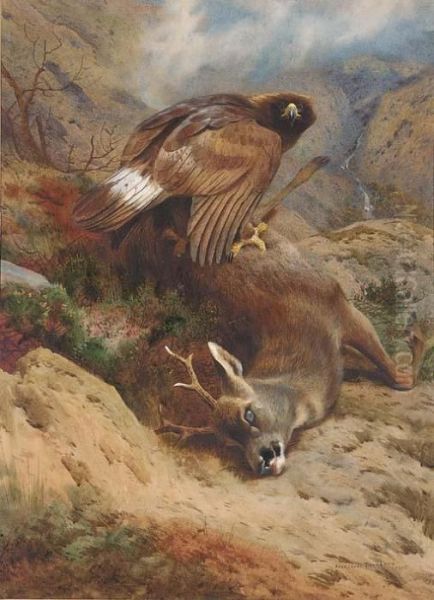 The Lost Roe Oil Painting by Archibald Thorburn