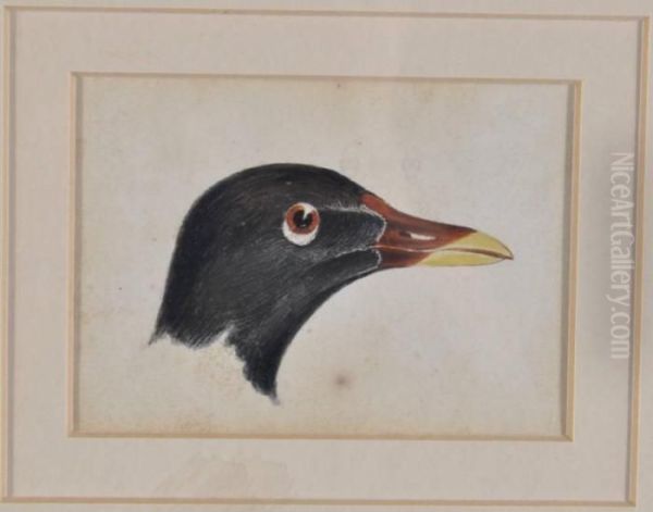 Head Of A Moor Hen Oil Painting by Joseph Mallord William Turner