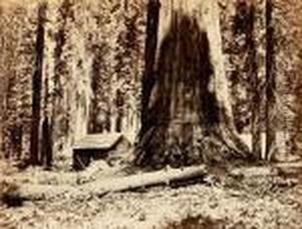In The Maripose Grove Oil Painting by Carleton Emmons Watkins