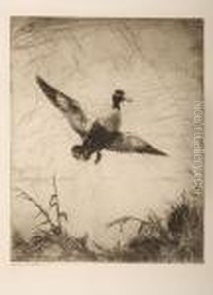 Shoveller Drake Oil Painting by Frank Watson Wood
