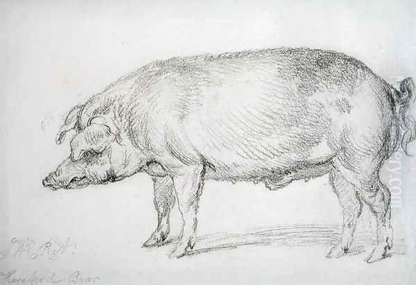Hereford Boar, c.1803-04 Oil Painting by James Ward