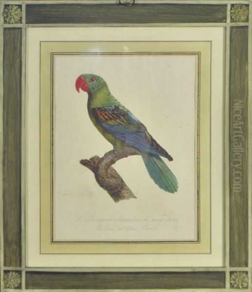 Le Perroquet A Bec Couleur De Sang Oil Painting by George Louis Leclerc Buffon