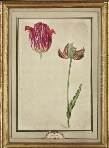 Etude De Tulipe Oil Painting by Pieter Gerardus Van Os