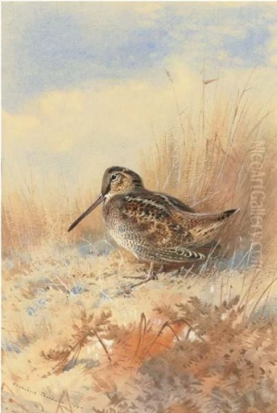 A Woodcock At The Edge Of A Field Oil Painting by Archibald Thorburn