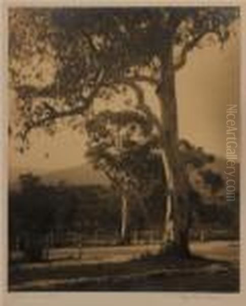 Golden Sunlight Oil Painting by Pegg Clarke