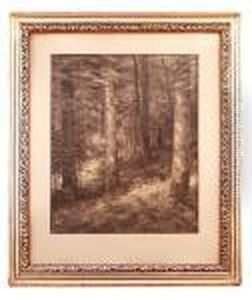 Forest Interior