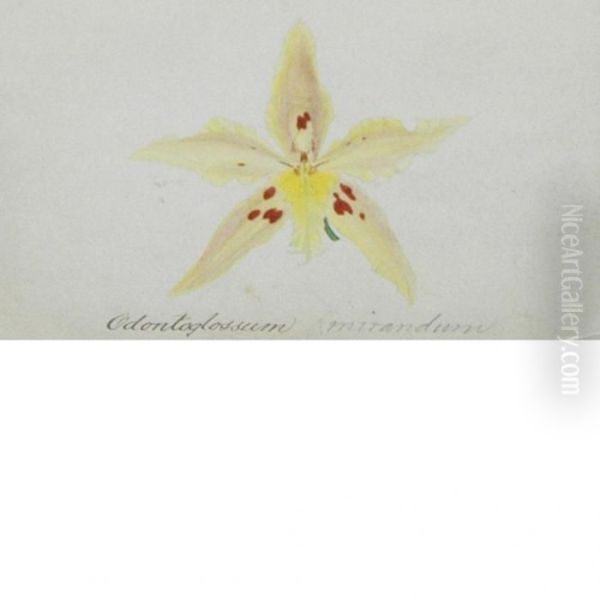 Maxillaria Grandiflora Oil Painting by John Nugent Fitch