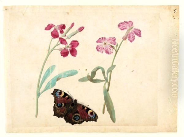 A Sheet Of Studies With Two Gilliflowers And A Peacock Butterfly Oil Painting by Jacques (de Morgues) Le Moyne