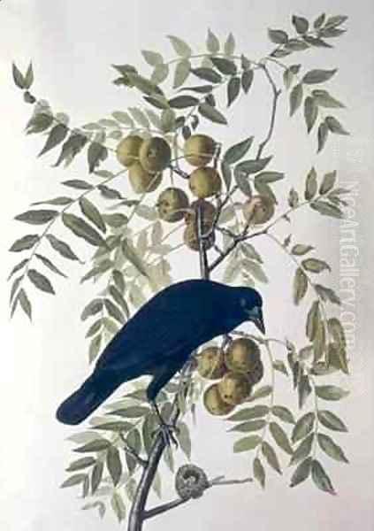 American Crow, from 'Birds of America' Oil Painting by John James Audubon