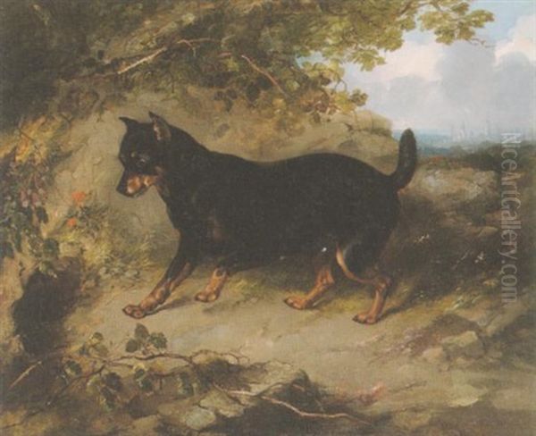 A Manchester Terrier In A Landscape Oil Painting by George Armfield