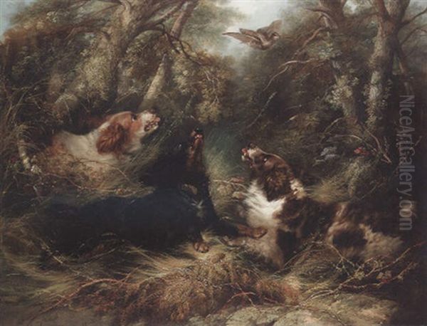Spaniels Flushing Out A Woodcock Oil Painting by George Armfield
