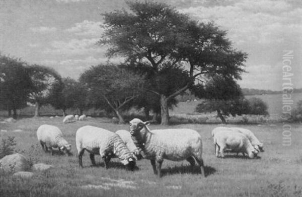 Sheep Grazing Oil Painting by Samuel S. Carr