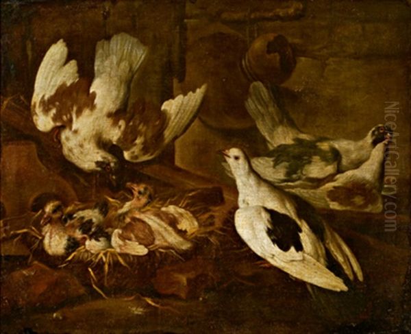 Tauben, Colombi Oil Painting by Giovanni Agostino (Abate) Cassana