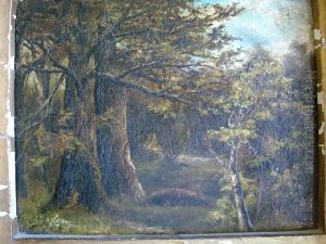 Woodland Scene