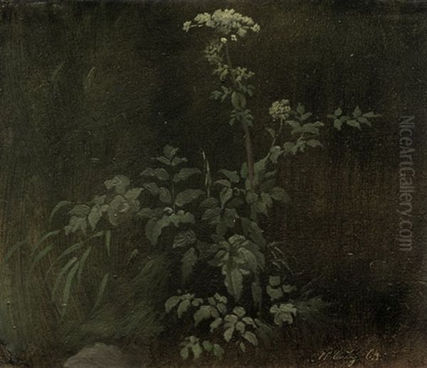 Studie Eines Barenklaugewachses Vor Dunklem Grund Oil Painting by Christian Friedrich Gille