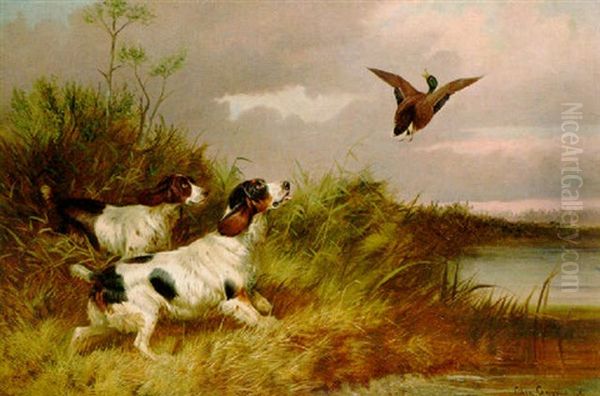Spaniel Flushing Duck Oil Painting by Colin Graeme
