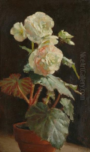 White Begonia Oil Painting by Alice Marian Ellen Bale