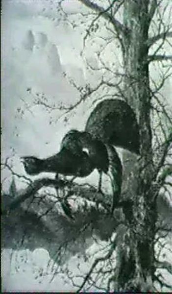 Balzender Auerhahn Auf Einem Baum Im Gebirge Oil Painting by Max Josef Haenger Sr.