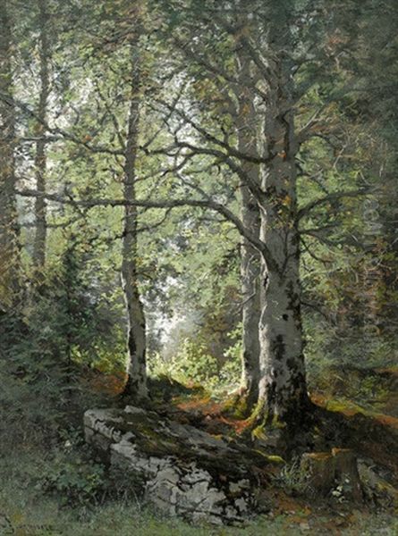 Sonnige Waldpartie Mit Buchen Oil Painting by Edouard Jeanmaire