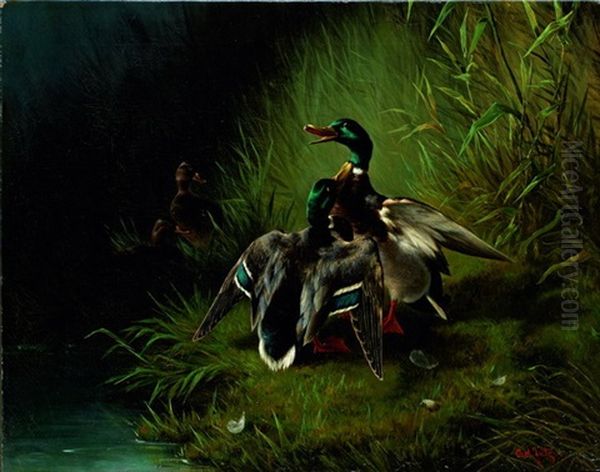 Kampfende Erpel Oil Painting by Carl Jutz the Elder