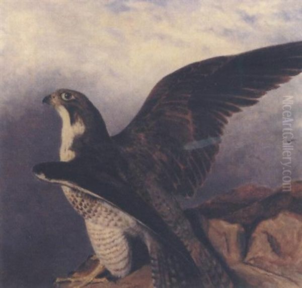 A Perigrine Falcon Perched On A Rock Oil Painting by Frederick Richard Lee