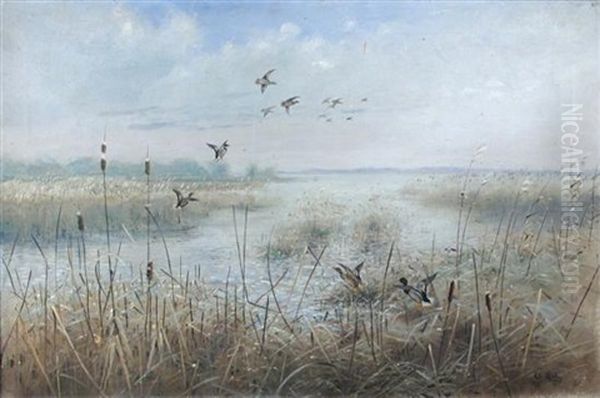 Mallard Rising In The Rushes Oil Painting by George Edward Lodge