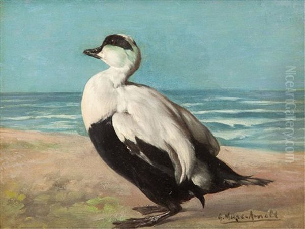 Eider Duck Oil Painting by Gustav Muss-Arnolt