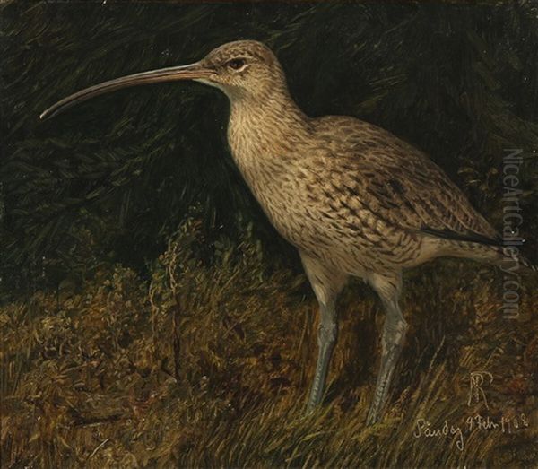 A Curlew Standing In The Grass Oil Painting by Niels Pieter Rasmussen