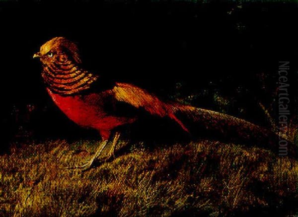 Guldfasan Oil Painting by Niels Peter Rasmussen