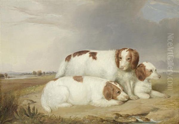 A Portrait Of Three Red And White Spaniels Oil Painting by William R. Robinson