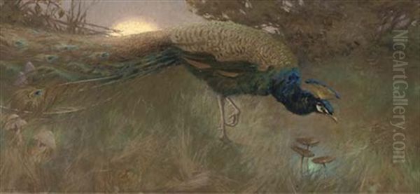 Peacock At Twilight Oil Painting by George Vernon Stokes