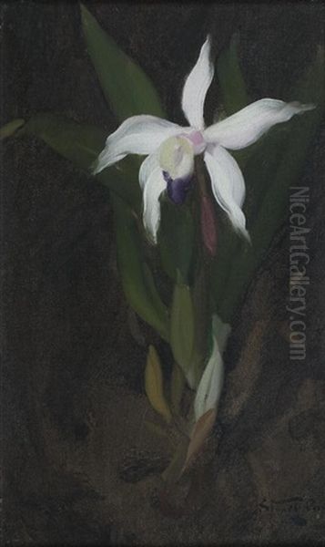 Orchid Oil Painting by Sir James Stuart