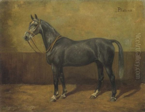 Pferdeportrait: Grauschimmel 