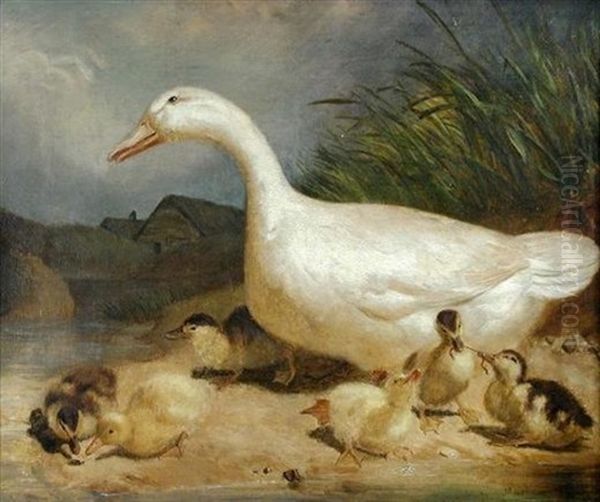 Study Of A White Duck, With Her Brood Of Ducklings Playing On A Bank Oil Painting by Thomas Woodward