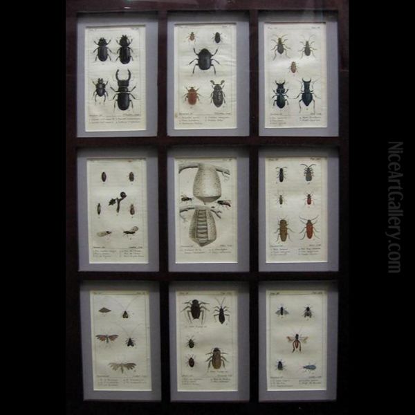 Insects Oil Painting by George Louis Leclerc Buffon