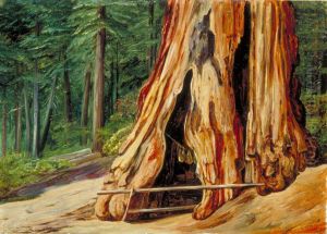 Home of an Old Trapper in the Trunk of a Big Tree, Calaveras Grove, California