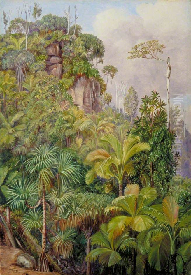 Palms, Capucin Trees, etc. on the Cliffs near Venn's Town, Mahe Oil Painting by Marianne North