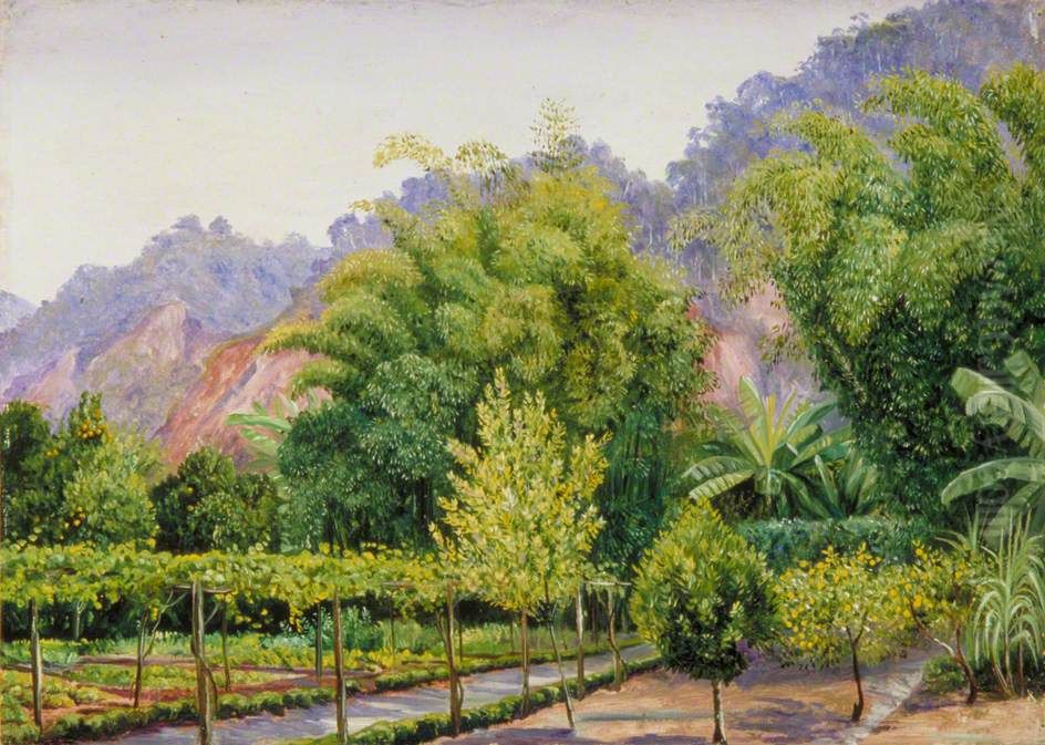 View in Mr Morit's Garden at Petropolis, Brazil Oil Painting by Marianne North
