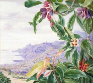 The Clove in Fruit and View over Mahe, Seychelles