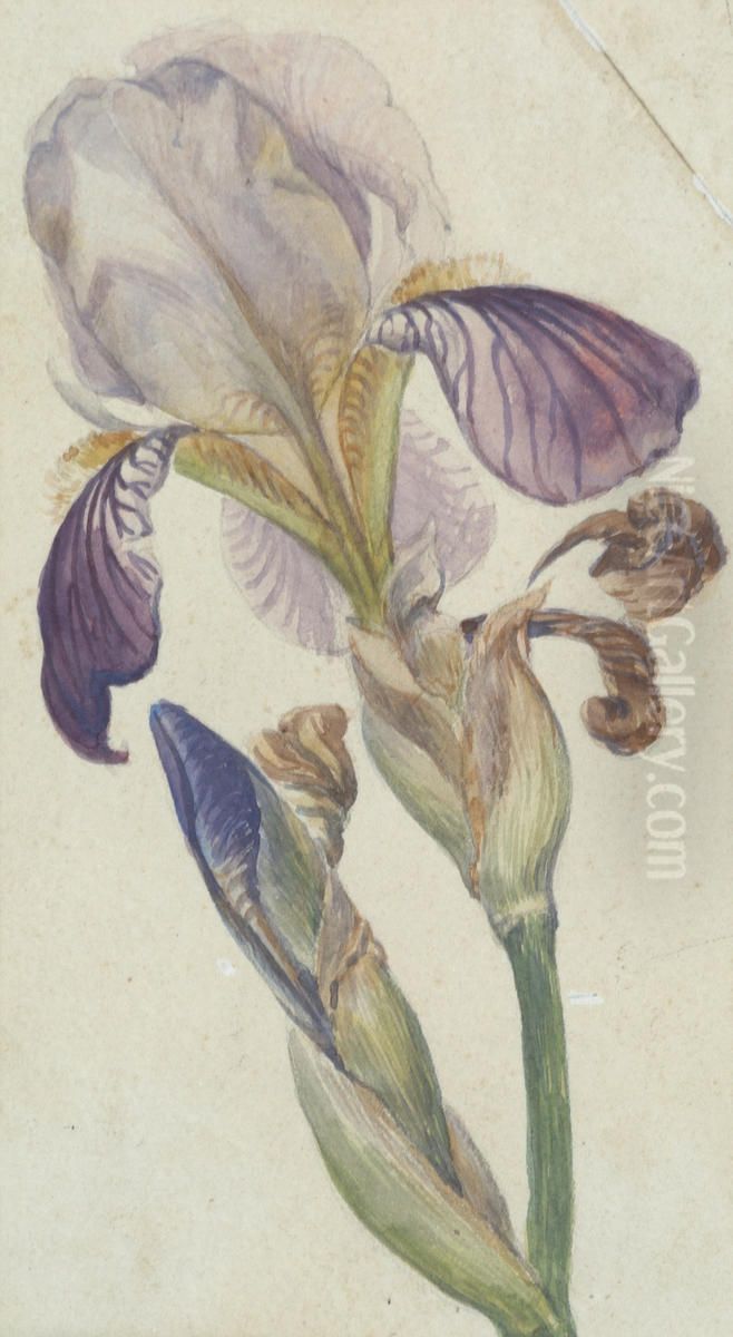 Untitled (Iris) Oil Painting by Vivian Smith