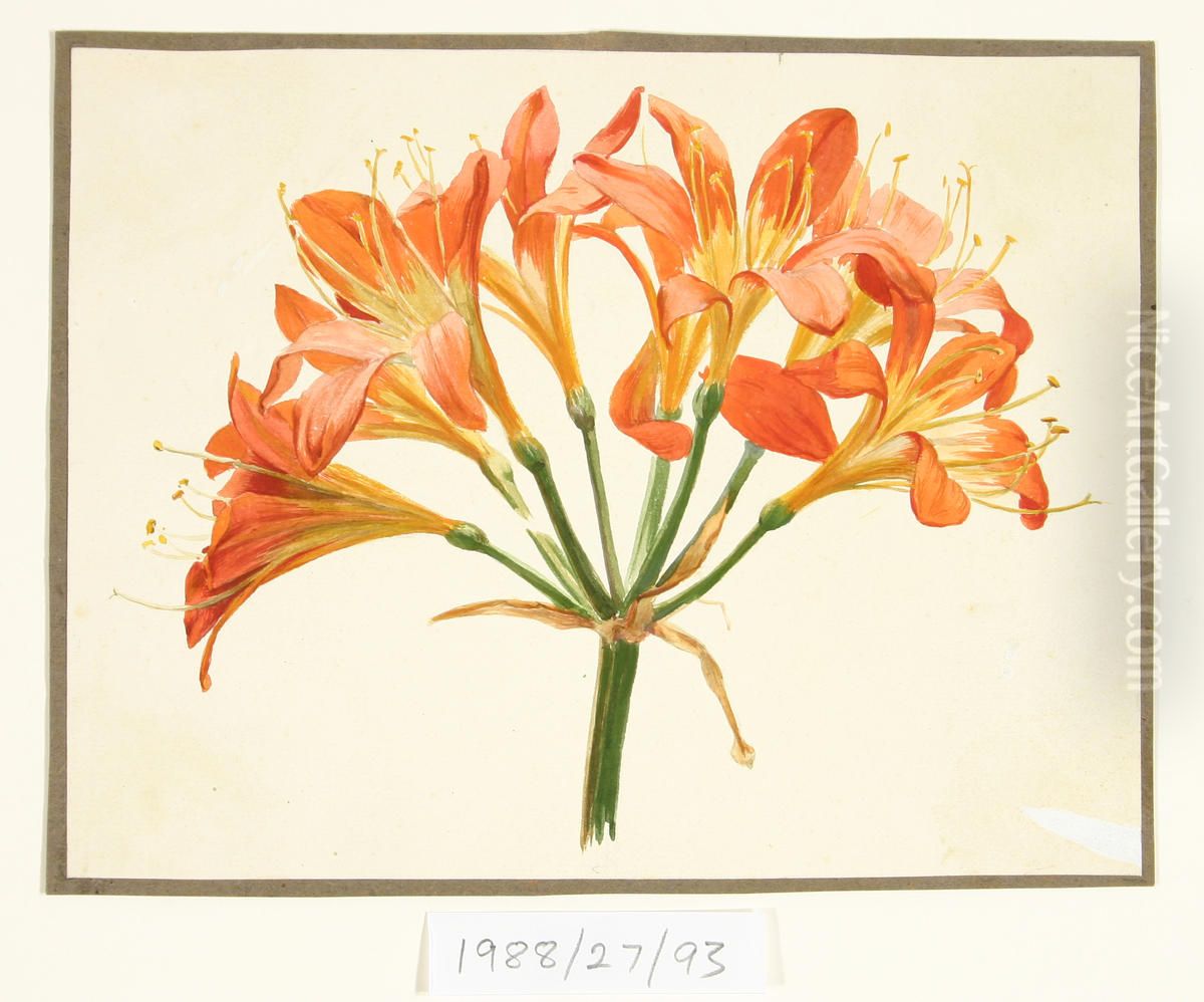 Untitled (Amaryllis) Oil Painting by Vivian Smith