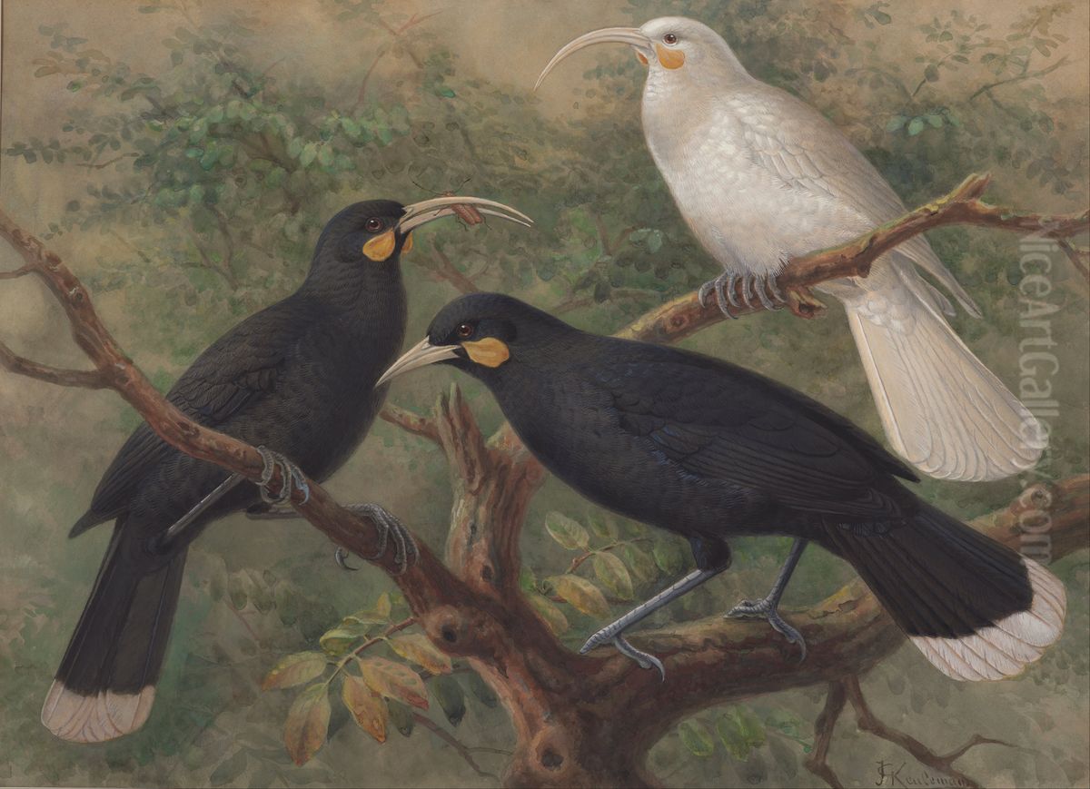 Three Huia (Heteralocha acutirostris) Oil Painting by John Gerrard Keulemans