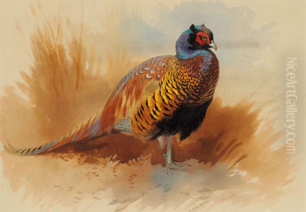 Study of a cock pheasant Oil Painting by unknown
