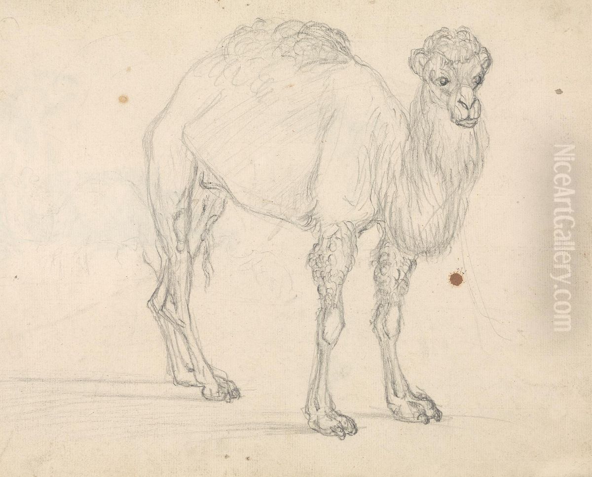 Study of a Camel facing right Oil Painting by Sawrey Gilpin