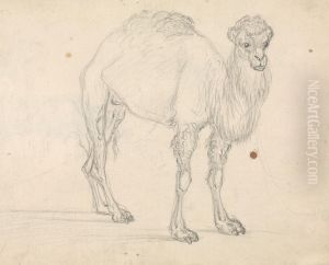 Study of a Camel facing right