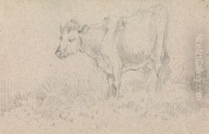 A Cow